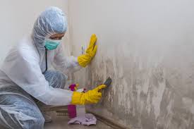 Why You Should Choose Our Mold Remediation Services in West Elmira, NY